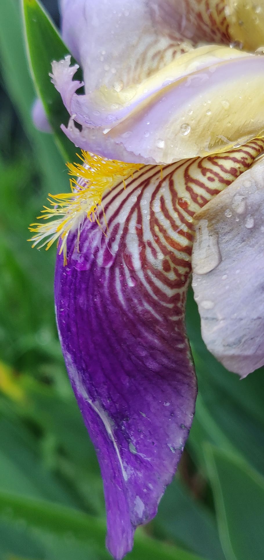 iris, flower, purple, rain, striped, garden, nature, outdoor, beauty, bloom