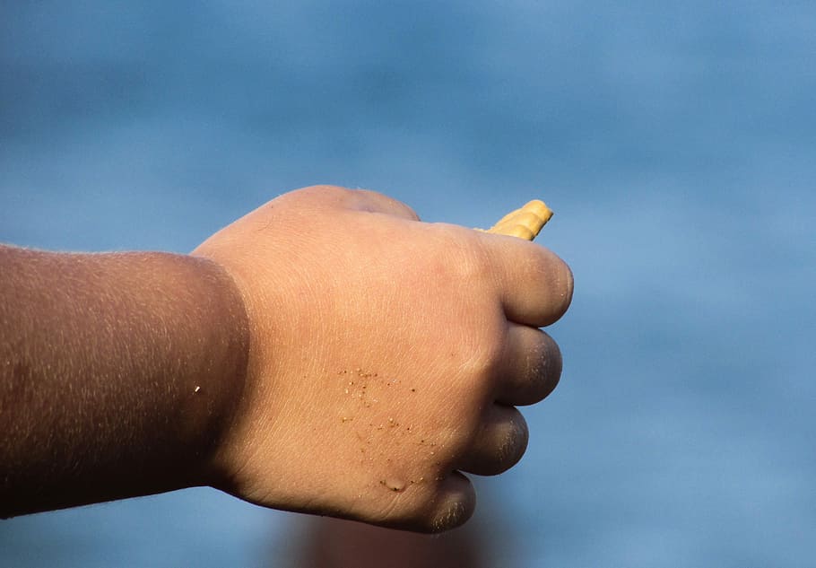 Hand, Child, Small, Holding, Biscuit, small, holding, fingers, wet, beach, summer