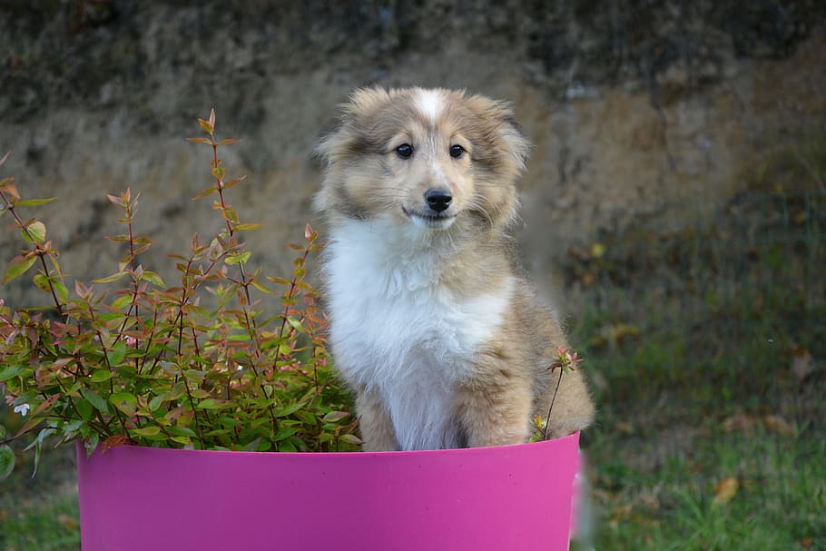 dog, shetland sheepdog, fawn with black overlay, domestic animal, young, female, puppy, nature, one animal, mammal