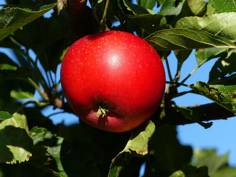 manzana, rojo, fruta, árbol, hoja, colores, verde, otoño, jardín, azul