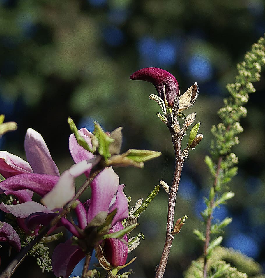 magnolia, flower, magnolia flower, spring, flourishing, flowers, violet, pink, petals, leaflet