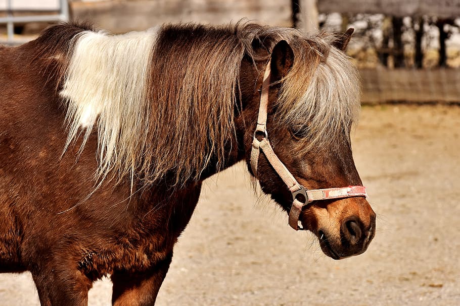 Pony, Horse, Brown, Cute, Animal, Nature, seahorses, good aiderbichl, wildlife photography, farm