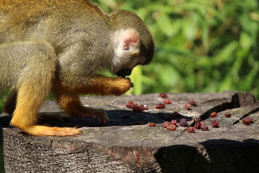 Squirrel Monkey, Capuchin, monkey, capuchin-like, saimiri, äffchen, tierpark bochum, primate, mammal, animal