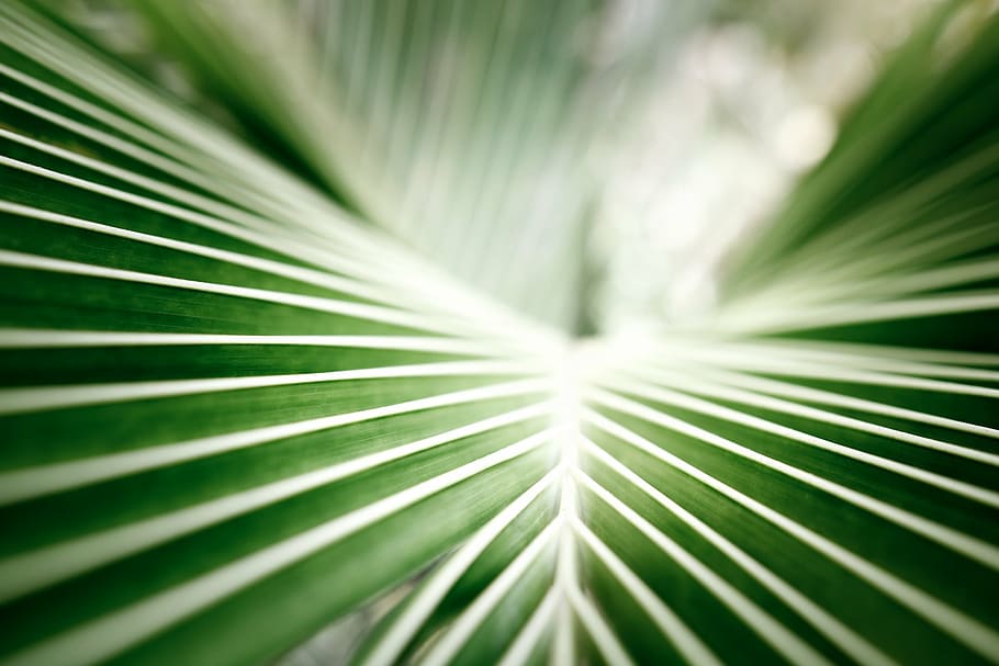 coconut leaf, palm, tropical, green, closeup, leaf, palm tree, palm leaf, frond, green color