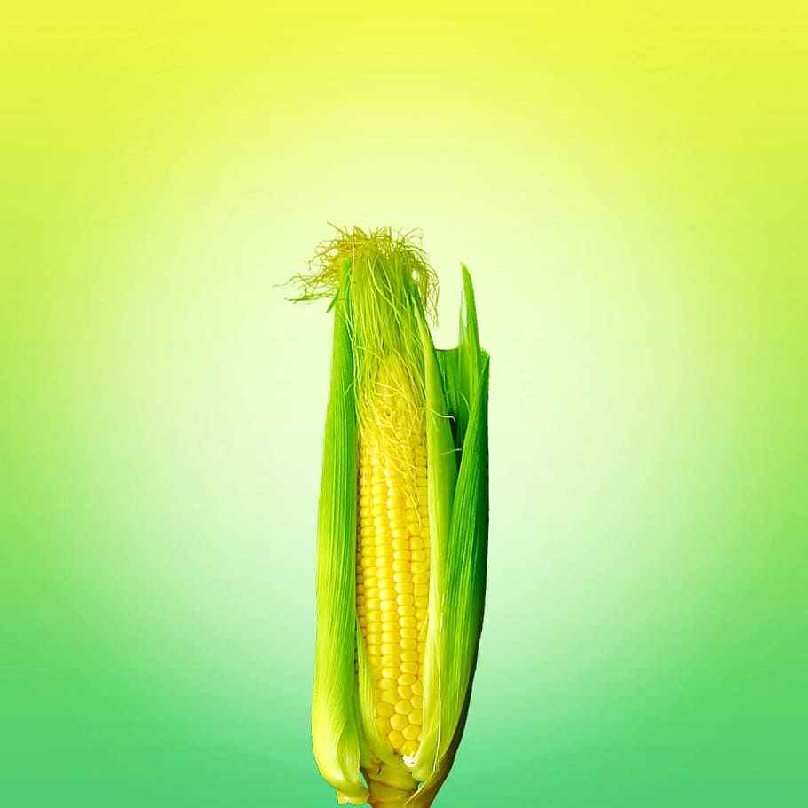 food, corn, yellow, vegetables, agriculture, sweetcorn, nature, husk, farm, corn - Crop