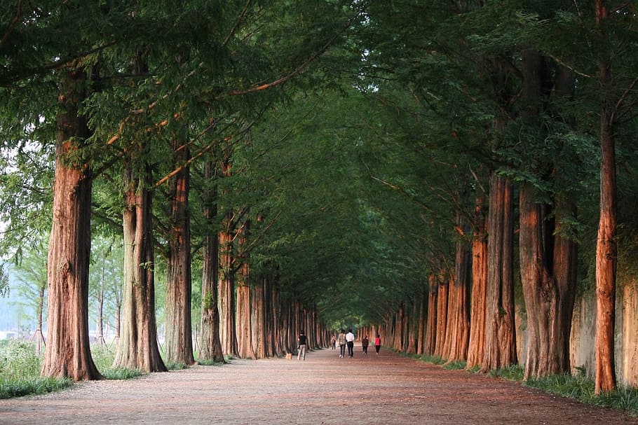 gente, gris, concreto, camino, verde, alto, árboles, durante el día, damyang, metainformación preguntas su camino