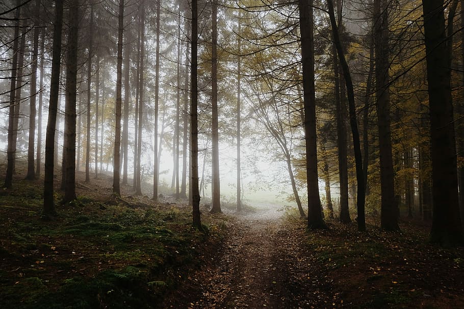 photography of trees, photography, trees, forest, away, morning, nature, landscape, autumn, on foot
