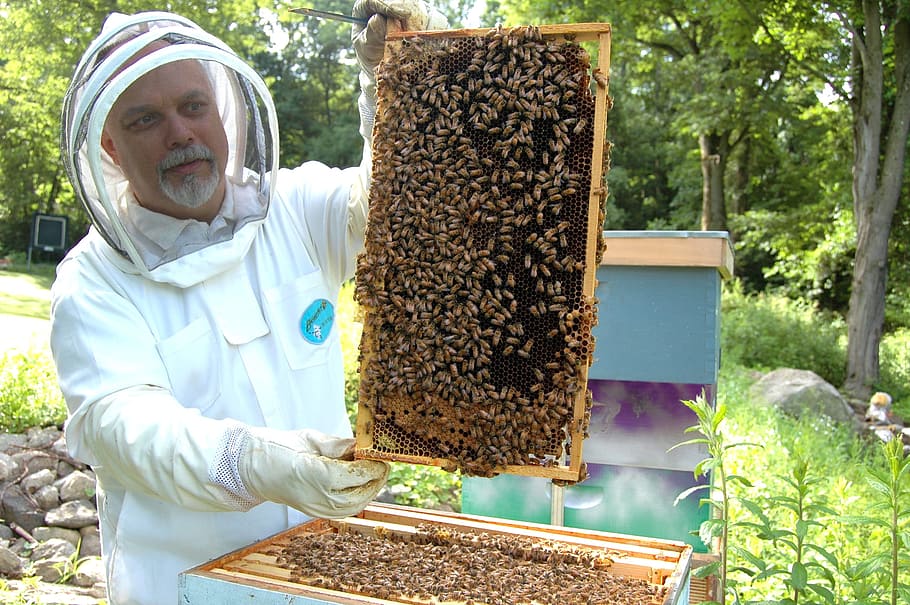 man, holding, bees board, Beekeeper, Frame, Beehive, Beekeeping, honeycomb, bee, hive | Pxfuel