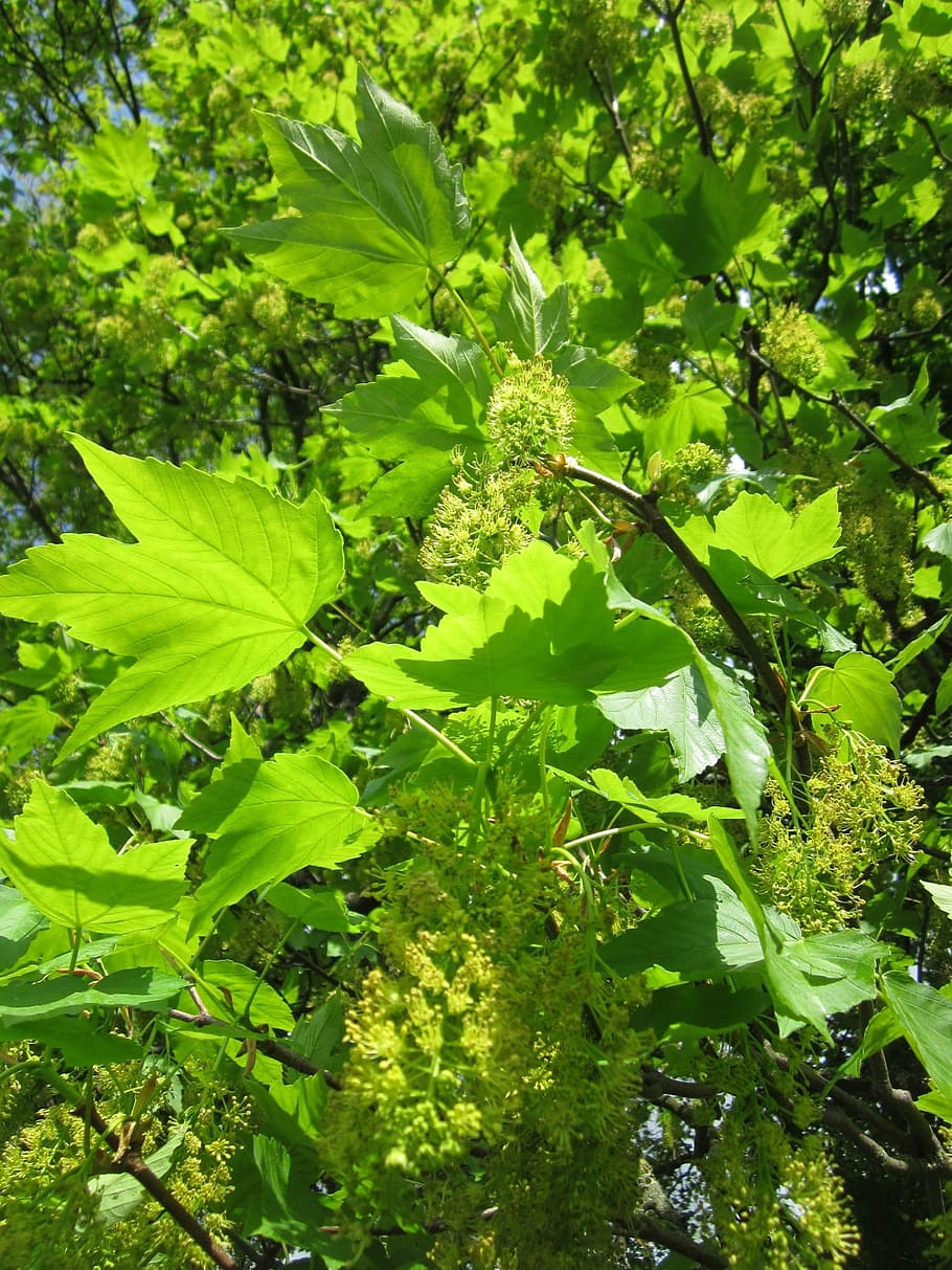acer pseudoplatanus, sycamore, sycamore maple, pohon, flora, tanaman, botani, perbungaan, srping, spesies
