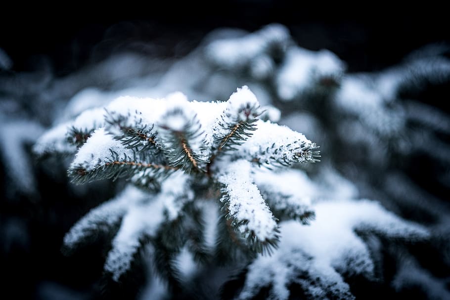 árvore, planta, neve, inverno, frio, desfoque, temperatura fria, congelado, beleza da natureza, close-up