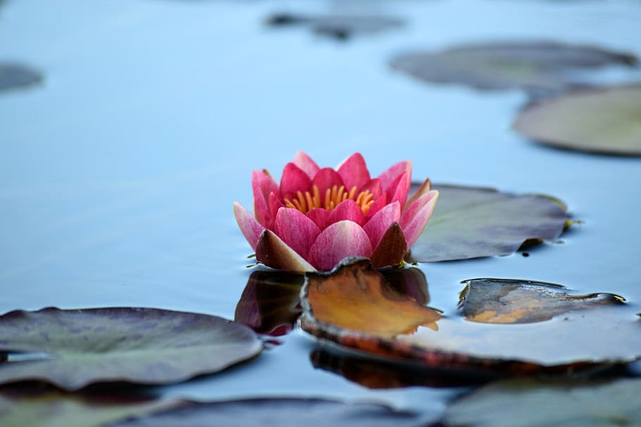 water lily, pond, nature, lily, flower, aquatic, flowering plant, beauty in nature, plant, freshness