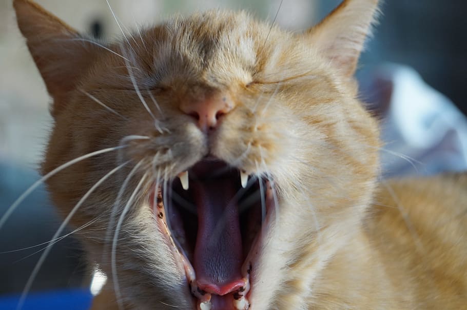 cat, teeth, pet, domestic cat, tiger, yawn, fatigue, tomcat, the roar, canines