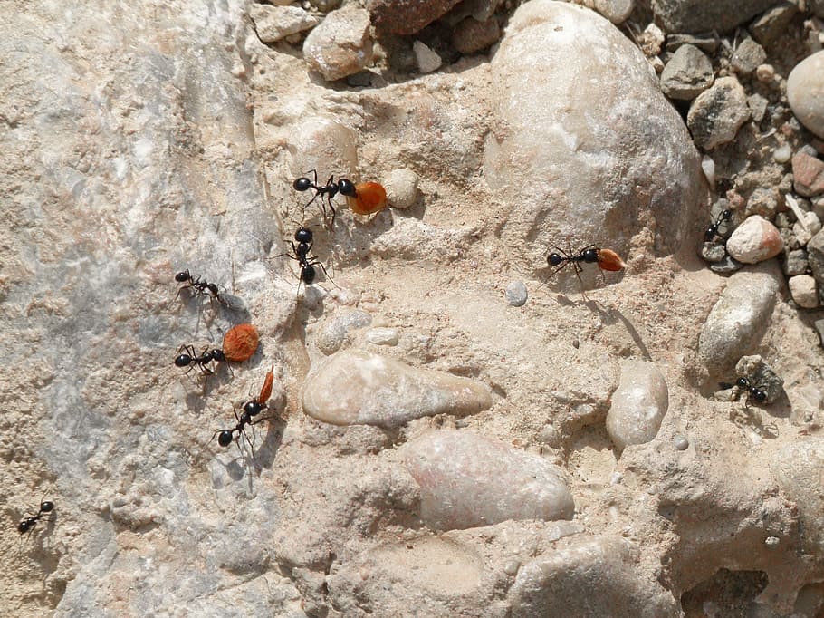 ants, the cicada and the ant, workers, seeds, provide, animals in the wild, animal themes, insect, invertebrate, rock