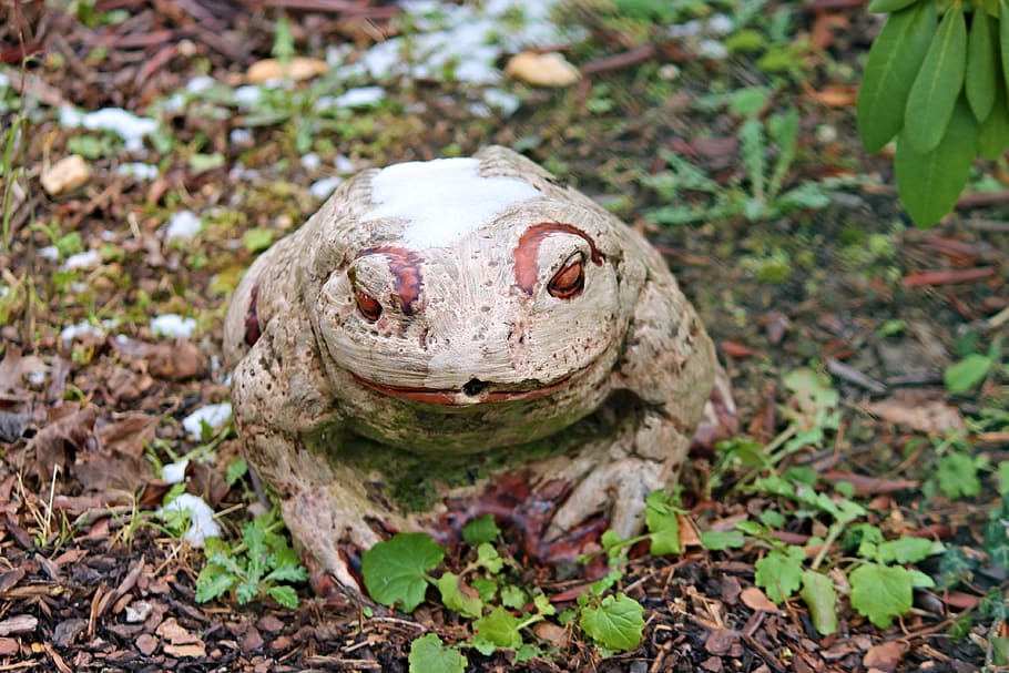 frog, garden, ceramic, nature, figure, frog pond, snow, schneerest, winter, sitting frog