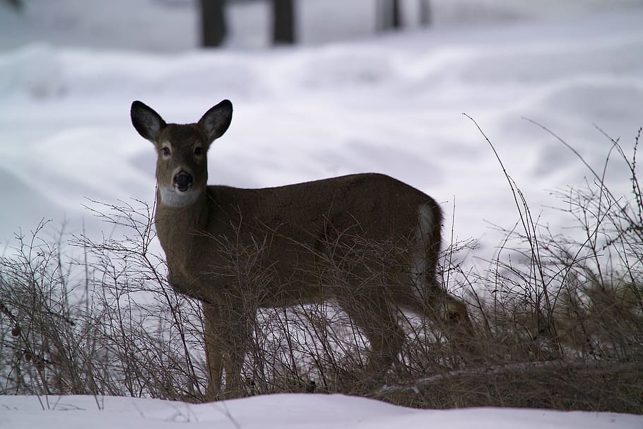 white tailed deer, doe, wildlife, nature, standing, looking, snow, cold, winter, forest