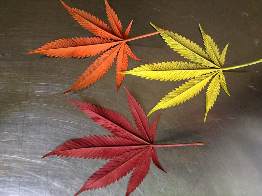 Color, Cannabis, 2015, three assorted-color 7-finger leaves, leaf, plant part, plant, autumn, nature, close-up
