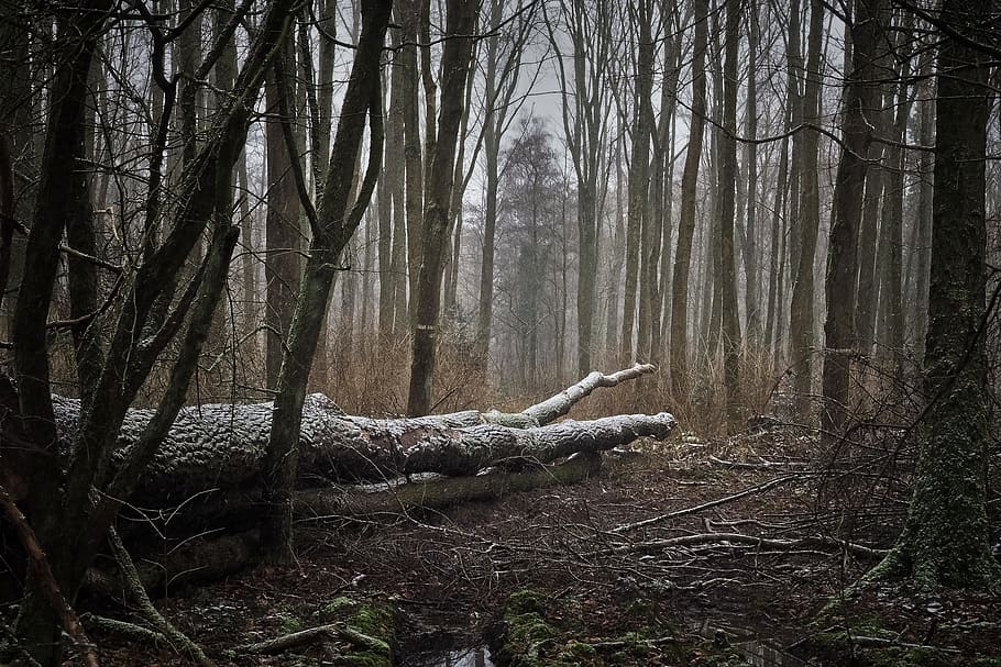 tree logs, ground, forest, nature, landscape, fog, trees, cold, wintry, winter