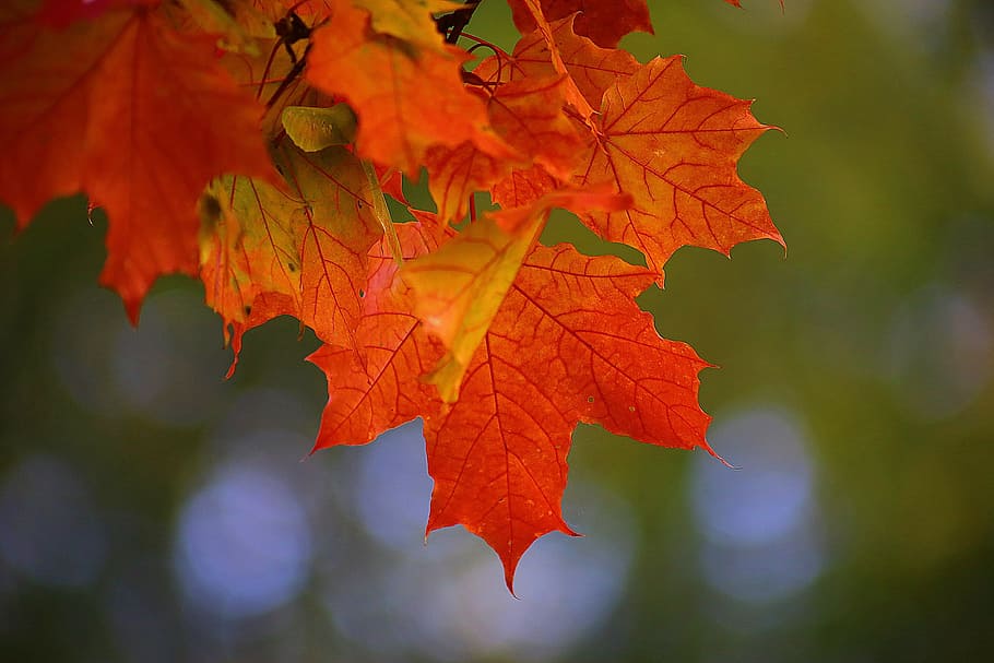 fotografi fokus, merah, daun maple, musim gugur, keindahan, maple, st petersburg, rusia, suasana hati, jalan-jalan
