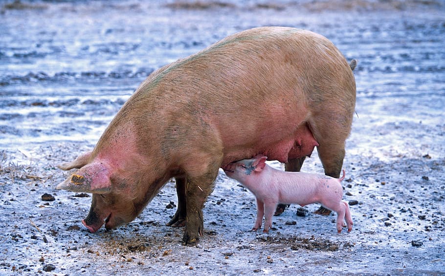 Vivid Arts-la vida real cerdos-Dormir lechón bebé cerdo animales de granja