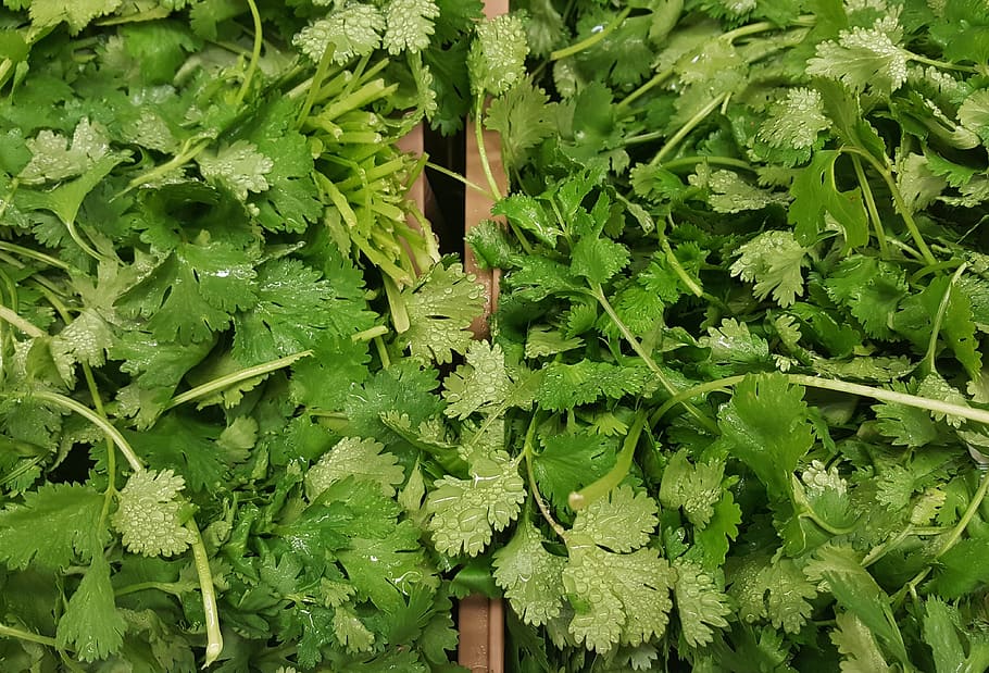 verde, foto de primer plano de plantas de hoja, cilantro, hierbas, perejil chino, verduras, cocina, ingrediente, cocina mexicana, mercado