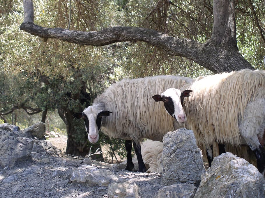 sheep, animals, olive trees, mammal, animal themes, livestock, domestic animals, animal, vertebrate, group of animals