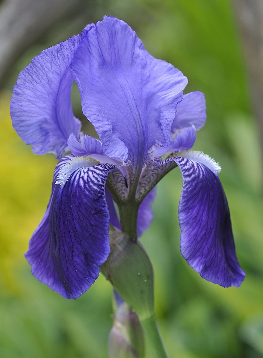 iris, flower, blossom, bloom, nature, lily, garden, blue, close, flowers