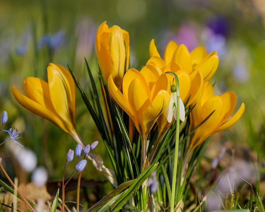 amarelo, flores de açafrão, flor, durante o dia, açafrão, planta, flor da primavera, início das flores, açafrão da primavera, prenúncio da primavera