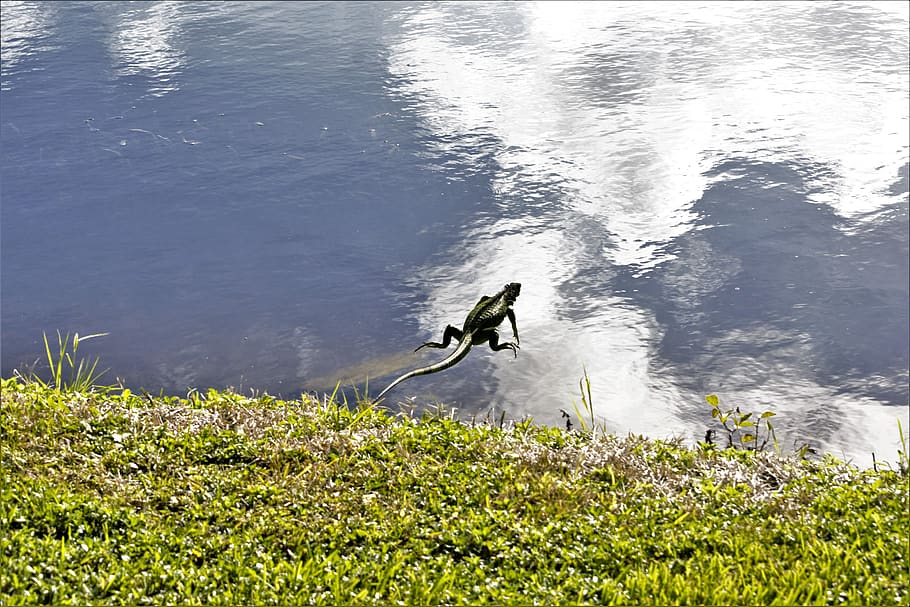 iguana, jumping into river, mid-air, lizard, dragon, action, sunny, shore, shoreline, water action