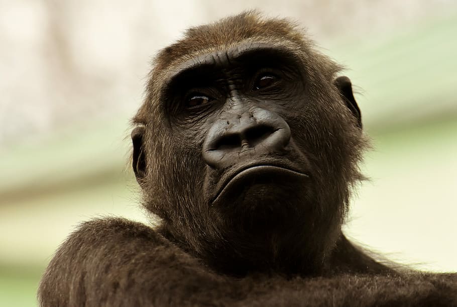 closeup, primate, gorilla, monkey, animal, furry, omnivore, wildlife photography, portrait, tierpark hellabrunn
