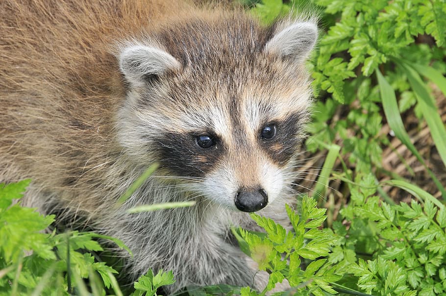 Raccoon, Baby, Animal, baby raccoon, nature, cute, wildlife, adorable, baby animals, wilderness