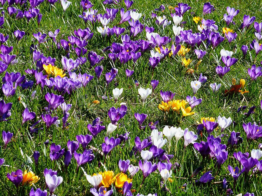 blue, flower bracts, early bloomer, spring, garden, tubers, crocus, orient, park, saffron