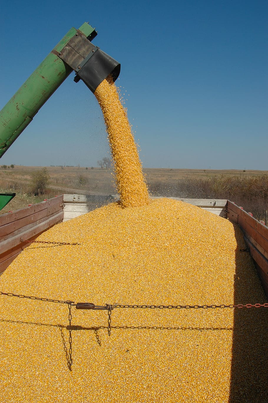 cosecha, maíz, otoño, agricultura, etanol, alimentos, campo, cereales, granos, grano