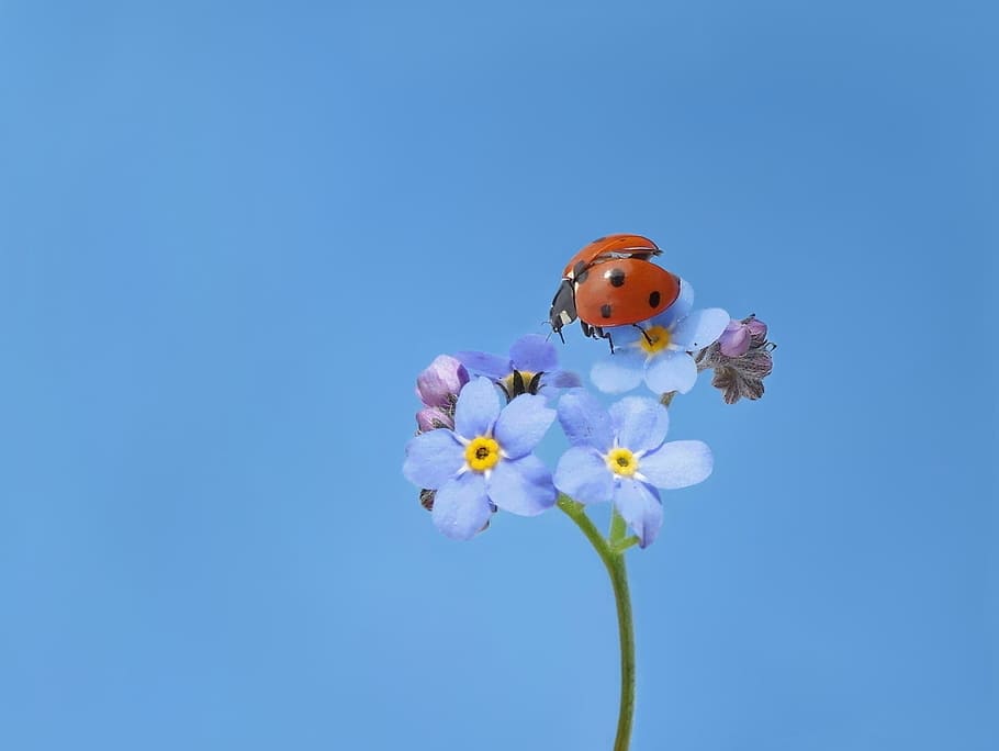 red, black, ladybug, perched, blue, petaled flowers, seven-spot ladybird, lucky ladybug, insect, flowering plant