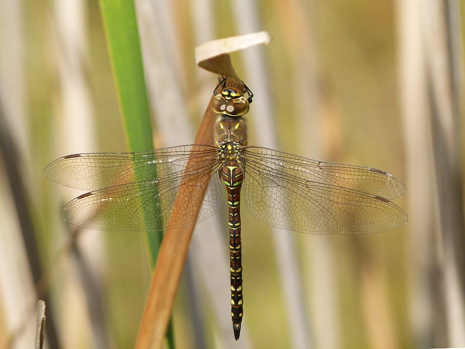 dragonfly, dragonfly tiger, aeshna cyanea, odonato, detail, winged insect, leaf, wetland, invertebrate, insect