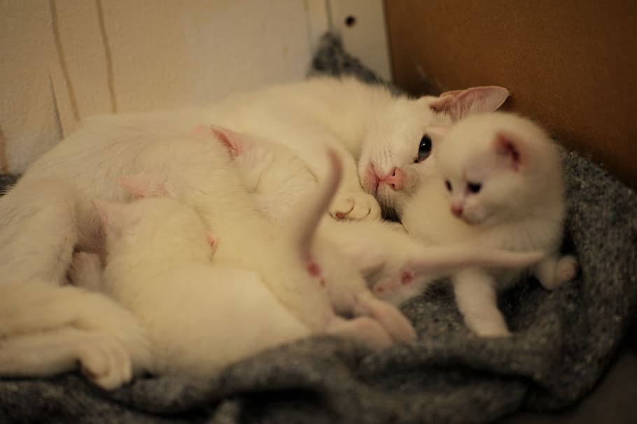 kitties, white cats, breast-feeding, family, continuation, life, breastfeed, mammals, mammal, animal themes