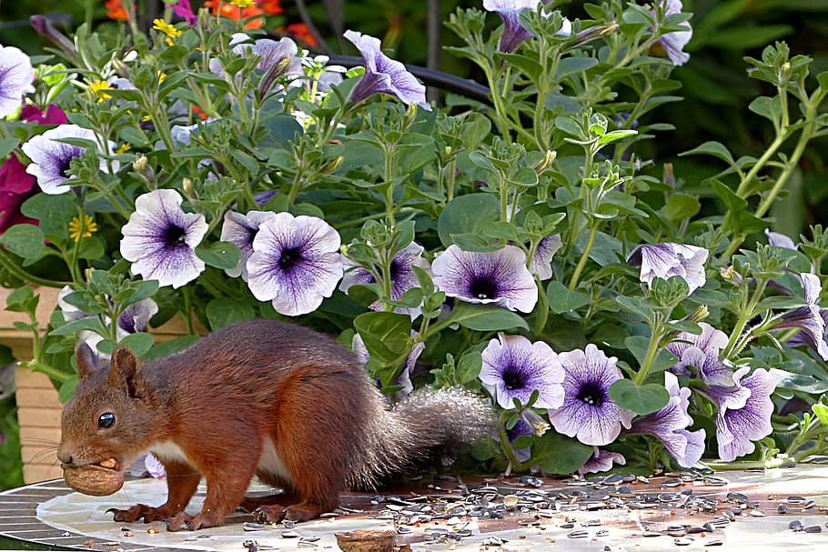 purple, petunia flowers, Animal, Rodent, Squirrel, sciurus vulgaris major, foraging, garden, flower, one animal