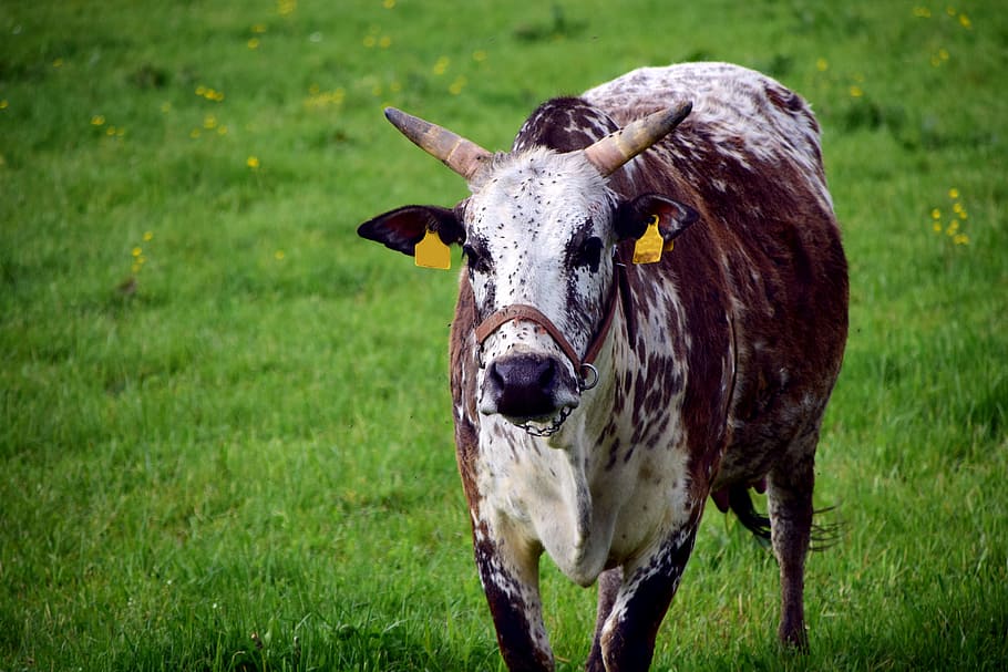 Zebu, Cow, Beef, Agriculture, pasture attitude, livestock, simmental cattle, animal, horns, wheel