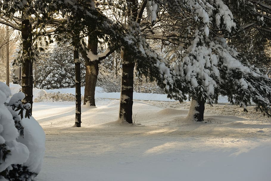 snow, winter, tree, cold, frost, march 8, nature, scene, cold temperature, plant