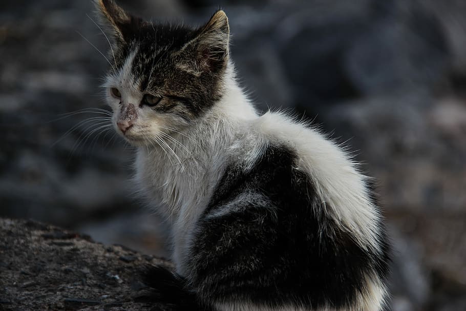 Kitten, Stray Cat, Black And White, cat, animal, domestic cat, one animal, pets, feline, whisker
