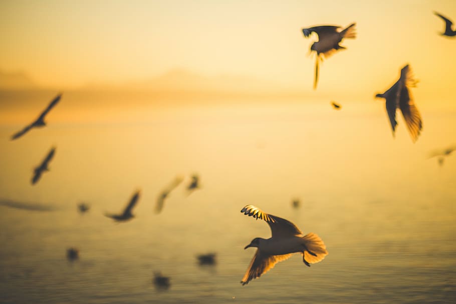 bird, flying, mid, air, flock, gull, calm, body, water, birds