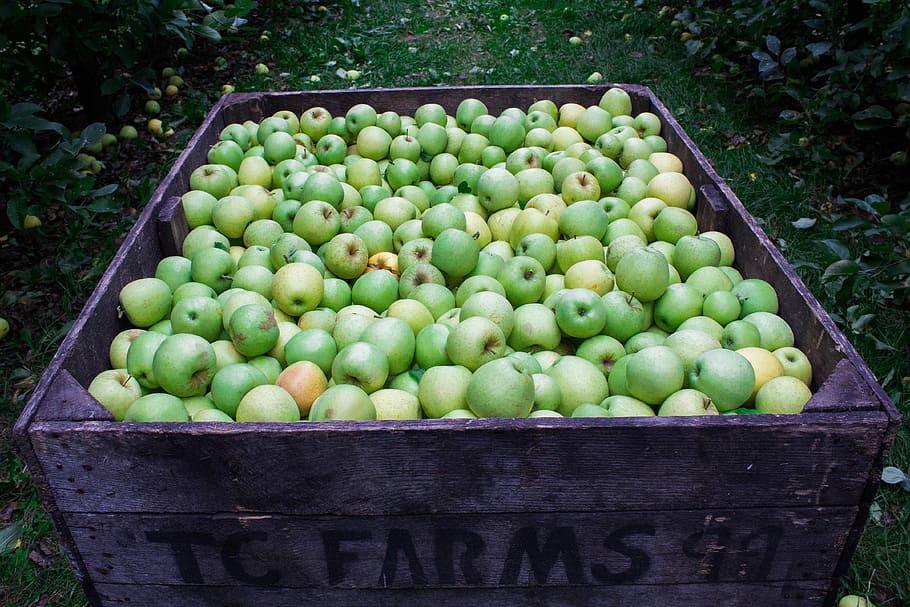 manzanas frescas, manzana, fruta, jardín, hierba, verde, naturaleza, al aire libre, alimentos, manzana - Fruta