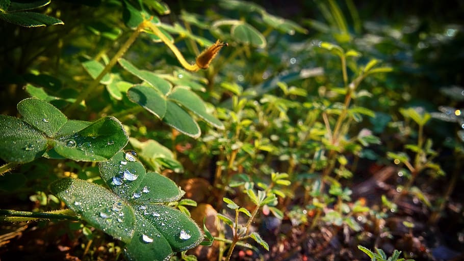 clover, grass, droplets, forest, nature, meadow, green, summer, plants, drops
