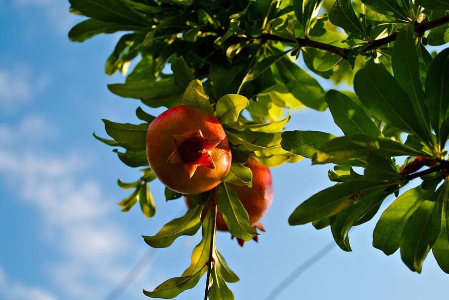 closeup, photography, pomegranate fruit, pomegranate, tree, sky, healthy eating, fruit, food and drink, leaf