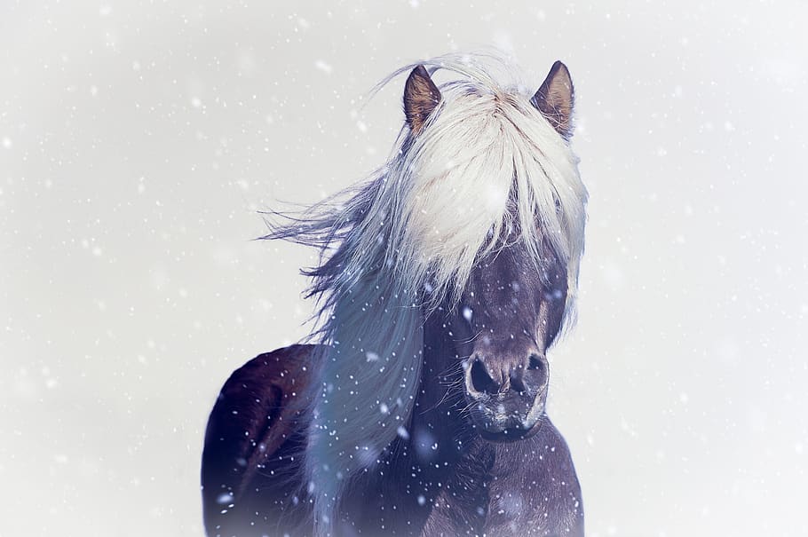 horse, pony, icelanders, animal, mane, winter, nature, snowflakes, attention, moor colours