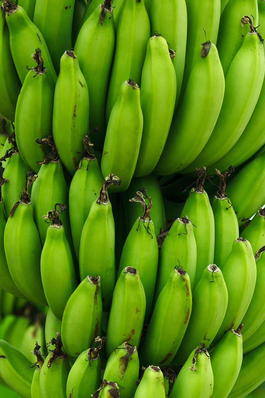 foto de primer plano, manojo, verde, frutas de plátano, tropical, grupo, naturaleza, alimentos, patrón, fondo de pantalla