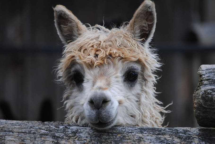 alpaca, llama, animal, lama, head, hair, fur, portrait, funny, wool