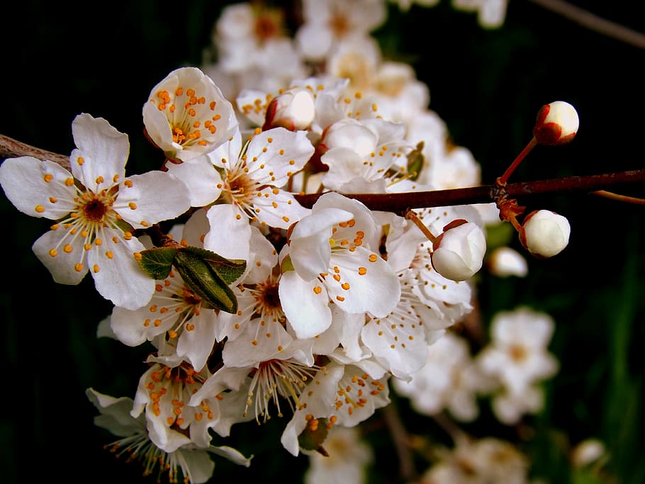 flor, primavera branca, natureza, árvore, filial, planta, pétala, primavera, flor cabeça, close-up