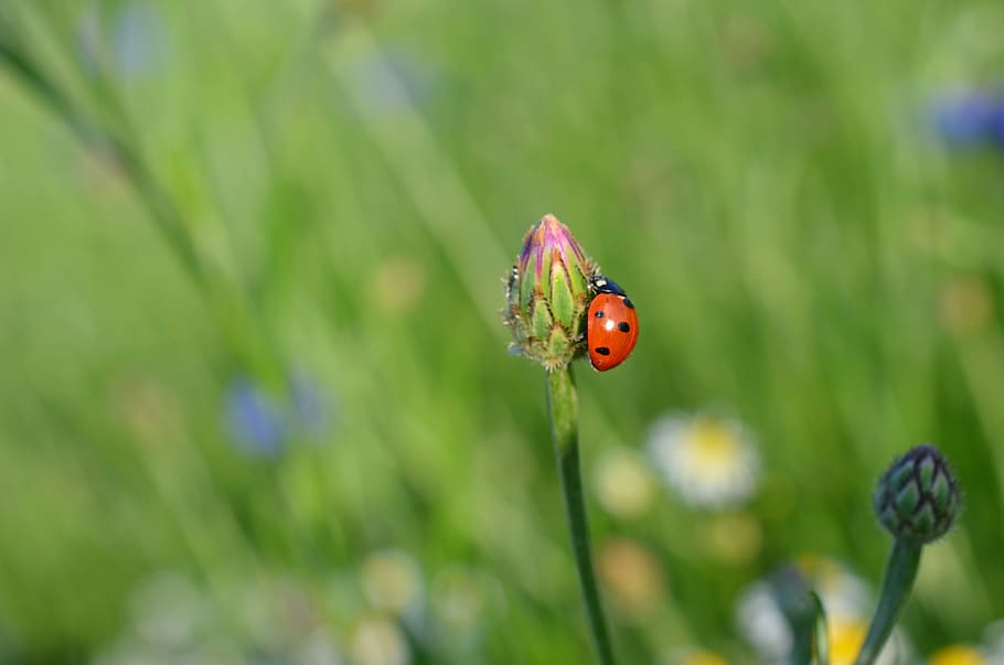 selective, focus photography, ladybird, pink, petaled flower, close up, ladybug, insect, summer, meadow