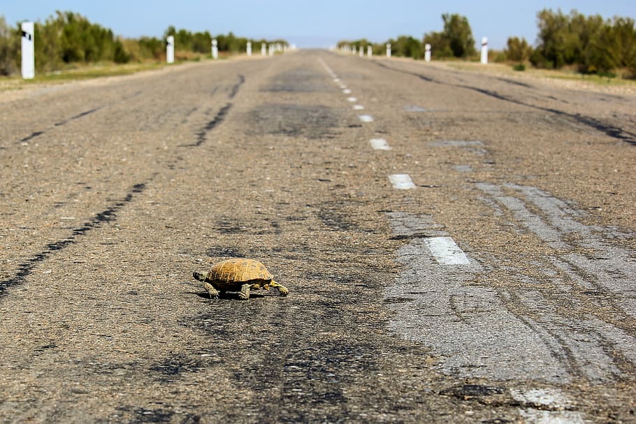 brown, gray, tortoise, pave, road, shell, animals, reptile, turtle, animal
