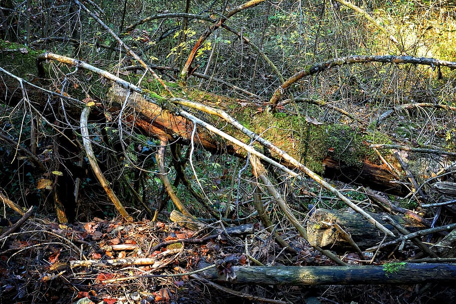 environment, nature, damage, forest, storm, tangle, wood, tree trunks, aesthetic, tribe